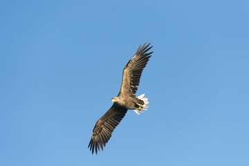 White-tailed Eagle or Sea Eagle (Haliaeetus albicilla), in flight, Mecklenburg Lake District, Mecklenburg-Western Pomerania, Germany, Europe