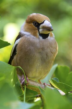 Hawfinch (Coccothraustes coccothraustes), female, perched on a Ginkgo tree, Genthin, Saxony-Anhalt, Germany, Europe