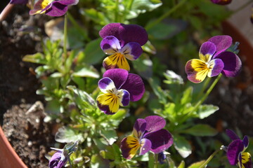 Vibrant purple and yellow viola flowers in a garden pot, surrounded by green leaves