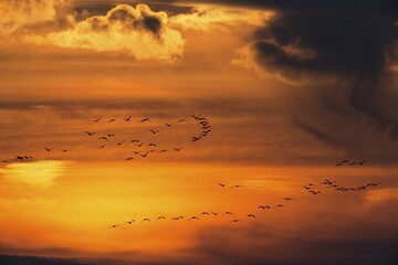 Cranes (Grus grus) at sunset, Zingst, Western Pomerania Lagoon Area National Park, Mecklenburg-Western Pomerania, Germany, Europe