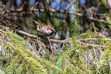 The House Sparrow (Passer domesticus). Male on tree branch