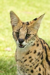 Serval (Leptailurus serval), portrait, 2 years, captive, Africa