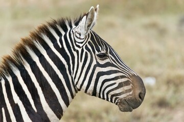 Plains Zebra (Equus quagga), portrait, Lake Nakuru National Park, Kenya, Africa