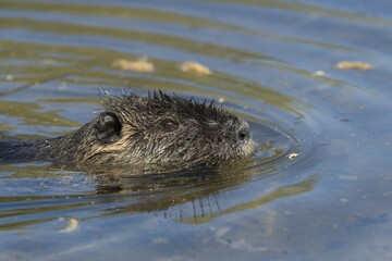 Nutria (Myocastor coypus) swimming in the water, portrait, Mörfelden-Waldorf, Hesse, Germany, Europe