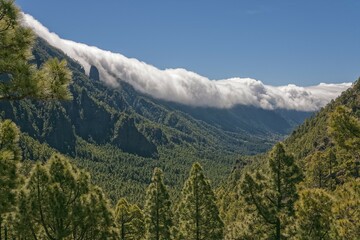 Cloud wall over mountain region, pine forest, Cumbre Nueva, La Palma, Canary Islands, Spain, Europe