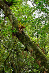 Fototapeta premium Bromeliads on tree trunk in Teresopolis, Rio de Janeiro, Brazil