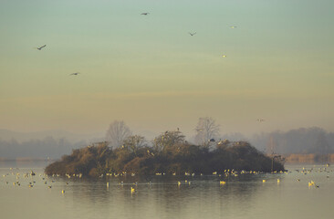 Zimowy, mglisty poranek nad stawem, wyspa i ptaki. © mycatherina