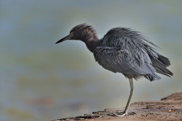 Little Blue Heron (Egretta caerulea), ruffled one's feathers, Corozal district, Belize, Central...