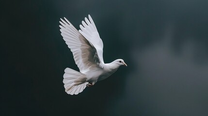 Obraz premium Serene Flight of a White Dove: A Symbol of Peace and Hope