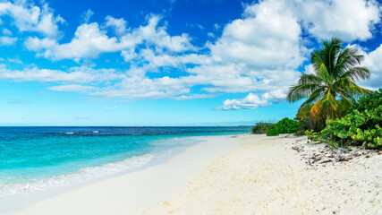 Palm tree in Shoal Bay beach, Caribbean dream landscape in Anguilla island, British West Indies