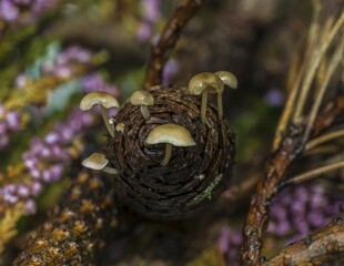 Conifer Cone Caps (Baeospora myosura), on pine cone, Syddanmark, Denmark, Europe