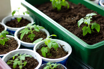 Home vegetable garden. Growing tomatoes on the windowsill in the house, young plants in pots on the window. Hobby, gardening, healthy seedlings.