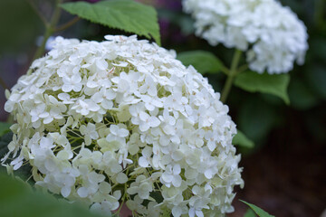 White Annabelle hydrangea flowers in a German garden.