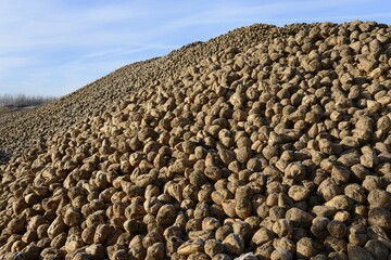 Sugar beet pile, biogas plant, Solzhen, district of Peine, Lower Saxony