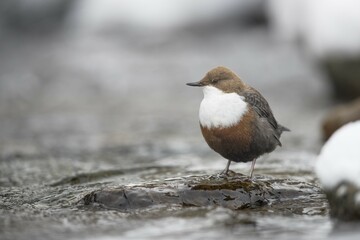 White-throated Dipper (Cinclus cinclus) on stone in mountain stream, Stubai Valley, Tyrol, Austria, Europe