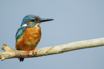 Common kingfisher (Alcedo atthis) on perch, Spree, Brandenburg, Germany, Europe