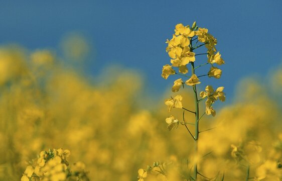 Rape, Baden-Wurttemberg, Germany / (Brassica napus)
