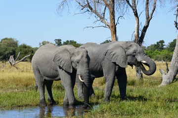 African elephants (Loxodonta africana) drinking at waterhole, near Mababe Village, Botswana, Africa