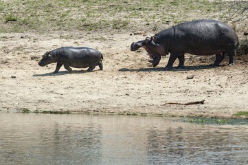 Hippopotamus (Hippopotamus amphibius) female with young, aggressive, open mouth, Sabi Sands Game...