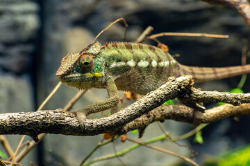 Chameleon on a tree branch in London Zoo, UK