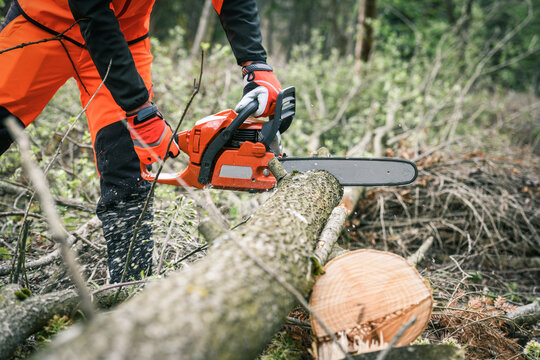 Man holding a chainsaw and cut trees. Lumberjack at work wears orange personal protective equipment. Gardener working outdoor in the forest. Security professionalism occupation forestry worker concept