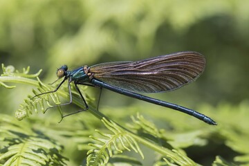 Demoiselle (Calopteryx virgo), immature male, on bracken frond, South Wales, United Kingdom, Europe