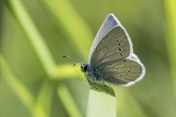 Small blue butterfly (Cupido minimus), perching on a grass stem, South Wales, United Kingdom, Europe