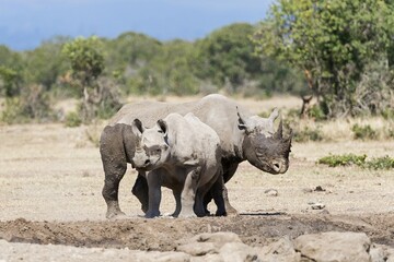 Fototapeta premium Black rhinos (Diceros bicornis) after a mud bath, Ol Pejeta Reserve, Kenya, Africa