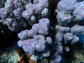 Mountain cupcoral or hump coral (Porites rus) undersea, Red Sea, Egypt, Sharm El Sheikh, Montazah...