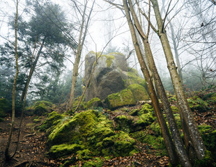  Moss-covered rocks surrounded by bare trees in a misty Black Forest setting, creating a mysterious and tranquil autumn atmosphere