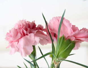 Pink carnation flower houseplant