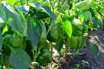 Green Bell Peppers in the Garden on the bushes close up  