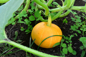 Small Orange Pumpkin Growing close up 