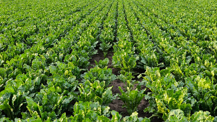 sugar beet filed in the spring