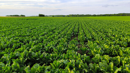 sugar beet filed in the spring