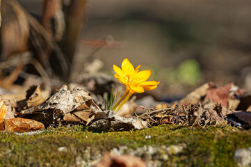 Spring flower