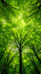 Obraz premium Lush forest canopy, sunlight dappled, nature background, eco wallpaper