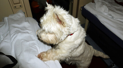 West Terrier explores the compartments of a train during a journey