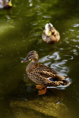 duck on the lake