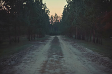 Fototapeta premium Dusk Road Pines Forest Path Drive