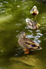 duck standing on the rock