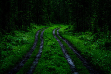 Forest road curves, nature background