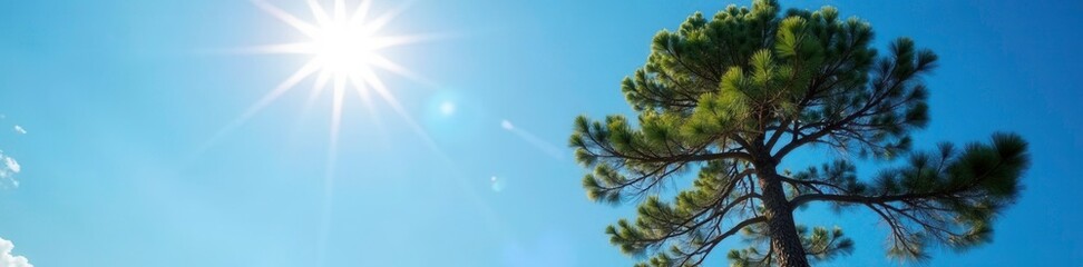 Obraz premium Towering pine tree rises majestically against a brilliant blue sky with sunlight casting a warm glow across its leaves, landscape, tall pine tree, serenity