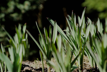 Obraz premium Crocus flower leaves before the flowers bloom, close up from the ground