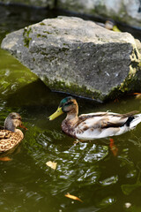 duck swimming on the pond