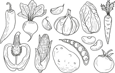 A collection of hand-drawn vegetables in doodle style. Carrots, corn, tomatoes, cabbage, potatoes, peppers, garlic, etc. Vector contour illustrations. Design of menus, farm store booklets.