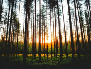 Obraz premium Sunset in pine forest, nature background