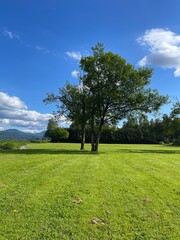 tree in the field