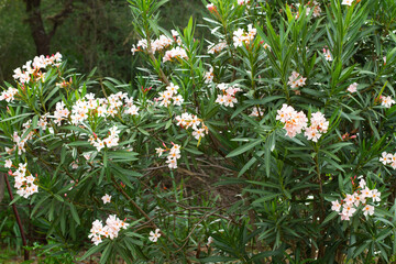 A big oleander plant with pink flowers in the garden in a sunny day