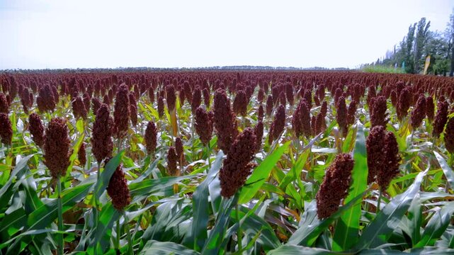 Sorghum field during the harvest season: dark red seed panicles on green stems
